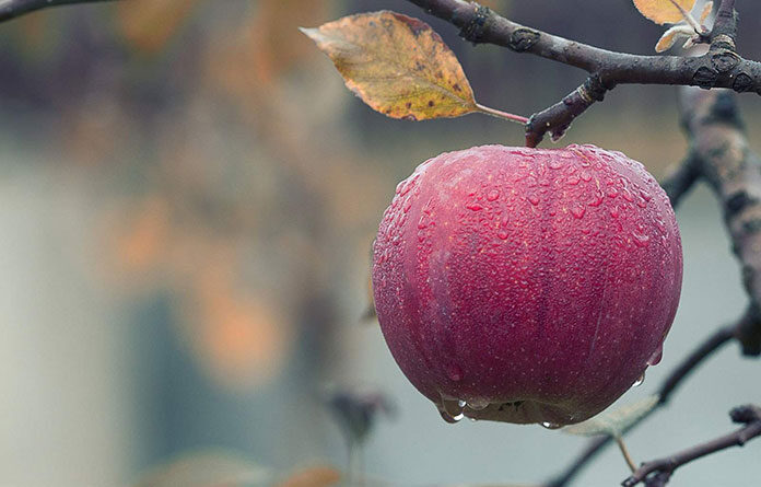 Dlaczego warto zdecydować się na skrzyniopalety do transportu jabłek
